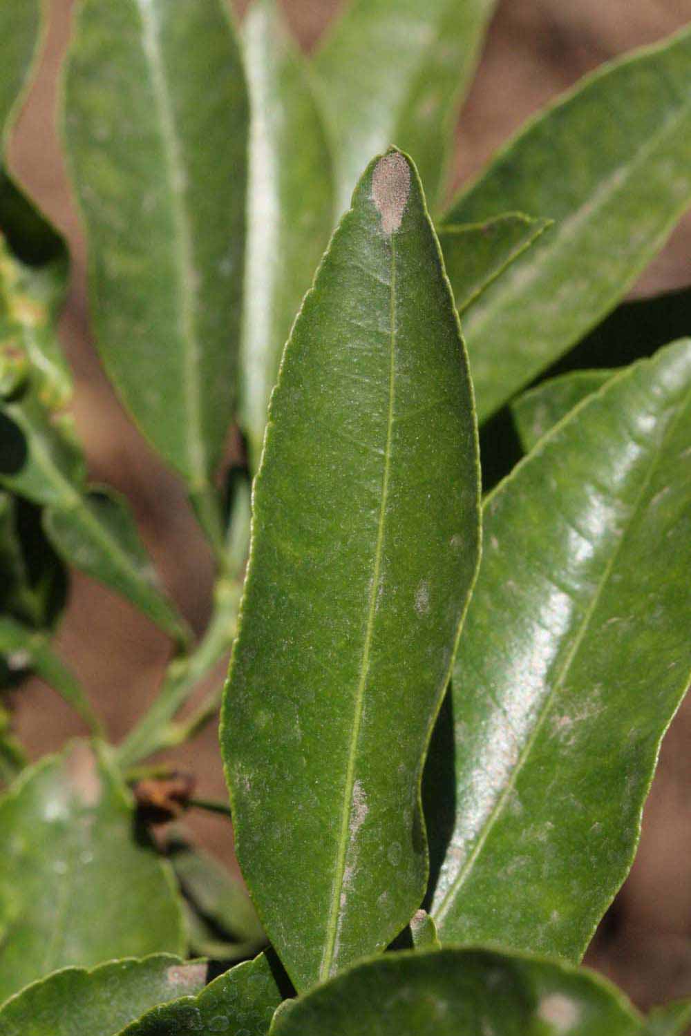              Margin (Riverside, CA)       